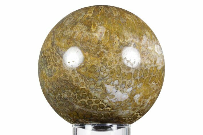 Polished Oligocene Fossil Coral Sphere - Philippines #348910